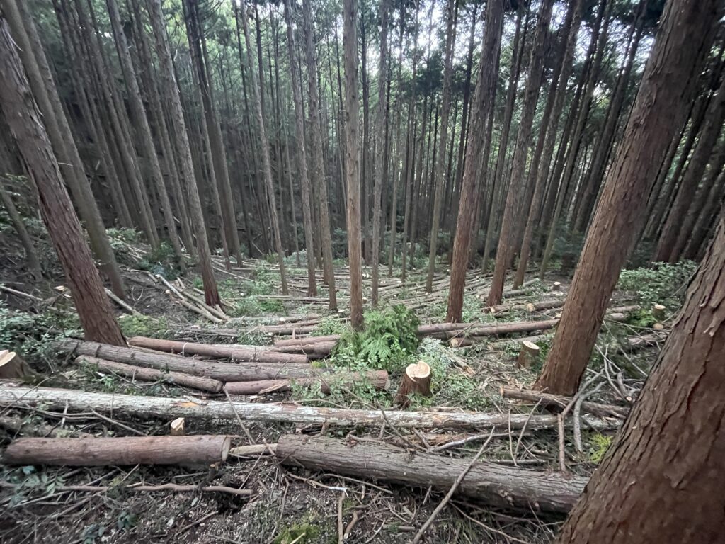 日本の林業の現場
