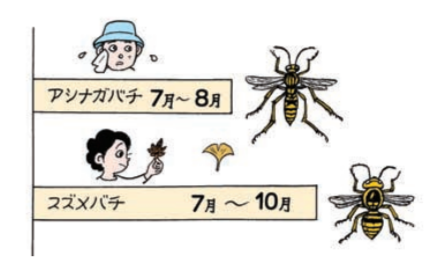 アシナガバチ・スズメバチが危険な時期