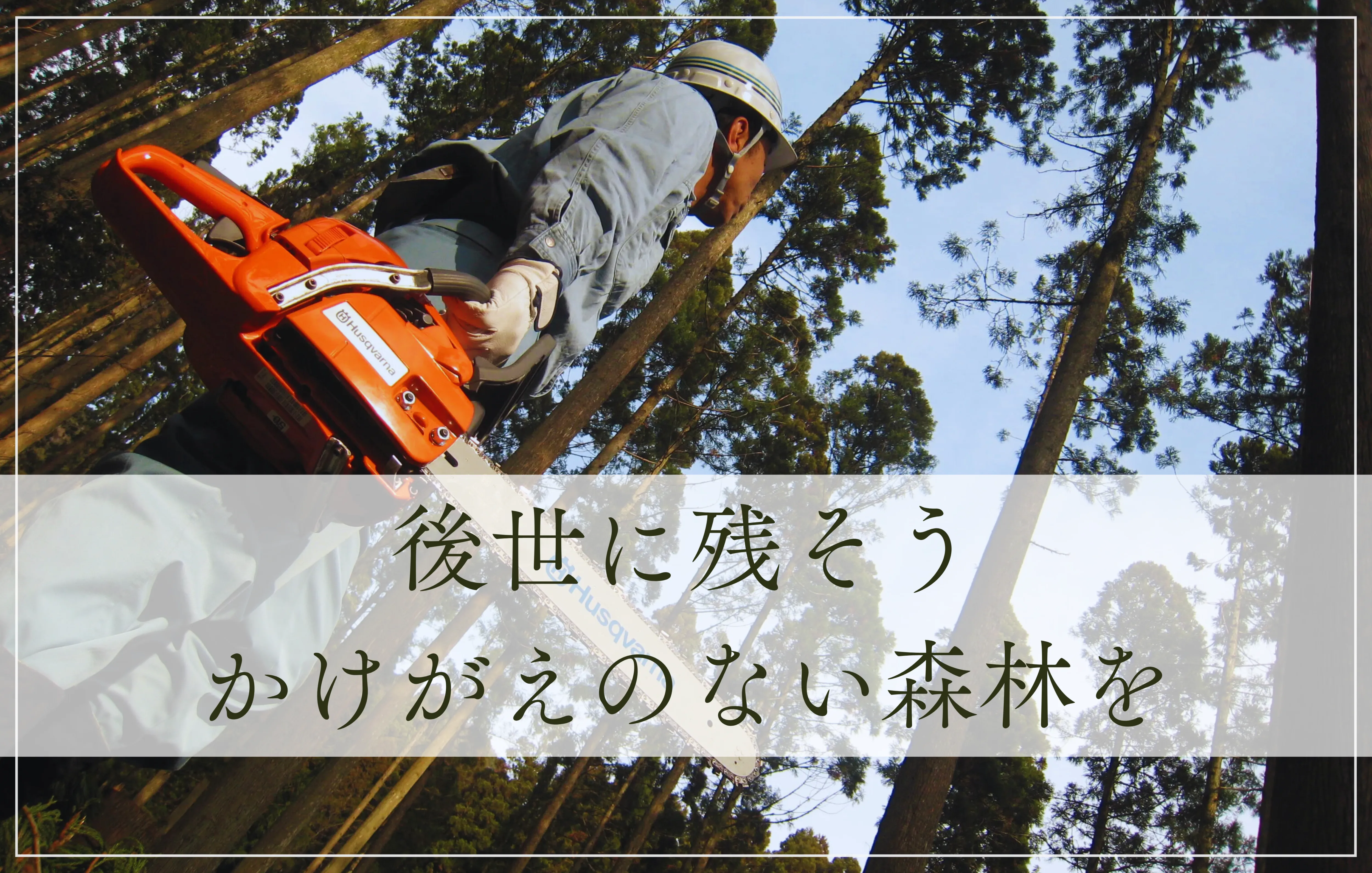 トライウッド