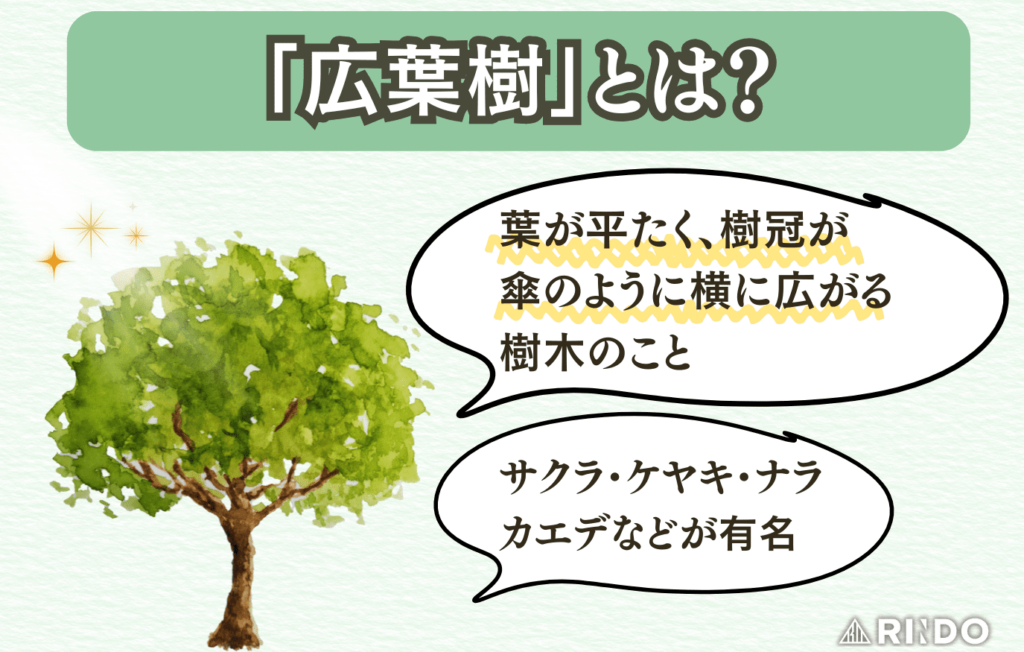 広葉樹　特徴